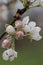 Common pear Pyrus communis subsp. communis, close-up of flowers and buds